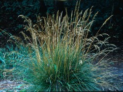 tufted-hairgrass